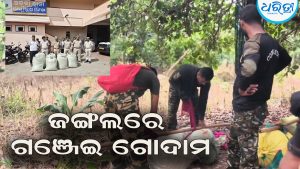 ସଂରକ୍ଷିତ ଜଙ୍ଗଲରେ ଗଞ୍ଜେଇ ଗୋଦାମ: ଅଡ଼ବା ପୁଲିସର ଚଢ଼ାଉରେ …