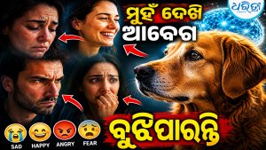 ମଣିଷଙ୍କ ମୁହଁ ଦେଖି ଆବେଗ ବୁଝିପାରନ୍ତି କୁକୁର