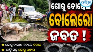 ଅନ୍ନପାଳ ହାଟ ପୋଲ ନିକଟରେ ଗୋରୁ ବୋଝେଇ ବୋଲେରୋ ଜବତ, ୬ ଗୋରୁ ଉଦ୍ଧାର