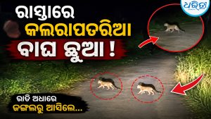 କ୍ଷେତମୁଣ୍ଡଳି ରାସ୍ତାରେ ୨ କଲରାପତରିଆ ବାଘ ଛୁଆ: ଘୁମୁସର ଉତ୍ତର ବନଖଣ୍ଡରେ ବଢ଼ୁଛି ବନ୍ୟପ୍ରାଣୀଙ୍କ ଚଳପ୍ରଚଳ
