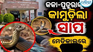 ସାପକାମୁଡ଼ାରେ ଗଲା କକା-ପୁତୁରାଙ୍କ ଜୀବନ: ଶ୍ରମିକ ଗୁରୁତର