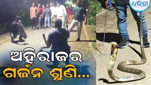 ରାସ୍ତାକଡ଼ରେ ଗର୍ଜନ କରୁଥିଲା ୧୨ ଫୁଟ ଲମ୍ବର ଅହିରାଜ, ଯୁବକ ଦେଖିବା ପରେ…