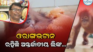 ଓରାଙ୍ଗଉଟାନଙ୍କୁ ନେଇ ଆସିଲା ବଡ଼ ଅପଡେଟ୍‌, ମନ୍ତ୍ରୀ କହିଲେ…