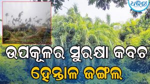 ଝଡ଼ବାତ୍ୟାକୁ ରୋକିବ ଲୁଣା ହେନ୍ତାଳ ଜଙ୍ଗଲ, ୧୯୯୯ ମହାବାତ୍ୟାରେ…
