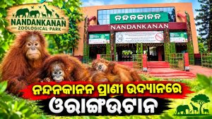 ନନ୍ଦନକାନନ ପ୍ରାଣୀ ଉଦ୍ୟାନରେ ୫ ଓରାଙ୍ଗଉଟାନ: ଦେଖନ୍ତୁ…