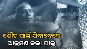 ଶୌଚ ହେବାକୁ ଯାଇଥିଲେ ଗୋବର୍ଦ୍ଧନ, ଅତର୍କିତ ଆକ୍ରମଣ କଲା ଭାଲୁ, ଆଉ ତା’ ପରେ…