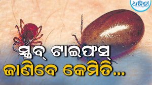 ସ୍କ୍ରବ୍‌ ଟାଇଫସ୍‌: ଏମାନଙ୍କ ସଂସ୍ପର୍ଶରେ ଆସିଲେ ହୋଇଥାଏ ଏହି ରୋଗ