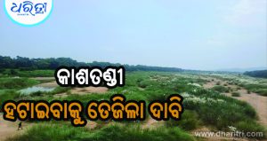 ଋଷିକୁଲ୍ୟା ପାଇଁ ବିପଦ ସାଜିଛି କାଶତଣ୍ଡୀ
