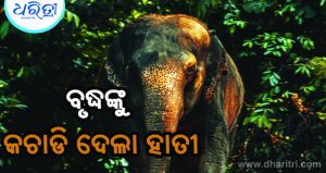 କାଠ ଆଣିବାକୁ ଯାଇ ହାତୀ ହାବୁଡ଼ରେପଡ଼ିିଗଲେ ବୃଦ୍ଧ, ଆଉ ତା’ପରେ…