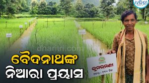 ଦେଶୀ ବିହନ ସଂରକ୍ଷଣରେ ବୈଦନାଥଙ୍କ ନିଆରା ପ୍ରୟାସ, ୨୨ କିସମର ଧାନ ସଂଗ୍ରହ କରି…