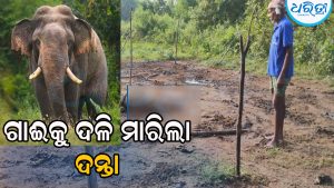 ମୁଜାଗଡ଼ରେ ବୁଲୁଛି ମଣିଷମରା ହାତୀ, ଗାଈକୁ ଦଳି ମାରିଲା
