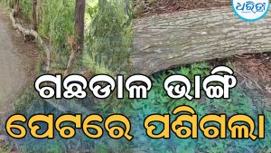 ବାଇକ୍‌ରେ ଯାଉଥିବାବେଳେ ଯୁବକଙ୍କ ଉପରେ ଭାଙ୍ଗିପଡ଼ିଲା ଗଛ ଡାଳ, ପେଟରେ ଗଳିଯିବାରୁ…