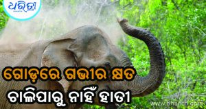 ପୁଣି ମହାବୀର ପର୍ବତକୁ ଫେରିଆସିଛି ମାଈ ହାତୀ