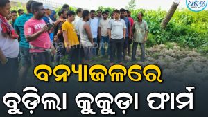 ବନ୍ୟାଜଳରେ ବୁଡ଼ିଲା କୁକୁଡ଼ା ଫାର୍ମ, ୩ ହଜାରରୁ ଅଧିକ କୁକୁଡ଼ା ମୃତ