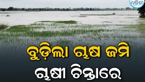 ଚାଷୀଙ୍କ ମେରୁଦଣ୍ଡ ଭାଙ୍ଗିଦେଲା ଲଘୁଚାପ ବର୍ଷା