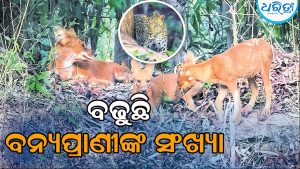 ଡେବ୍ରିଗଡ଼ ଅଭୟାରଣ୍ୟ: ବିରଳ ବନ୍ୟପ୍ରାଣୀଙ୍କ ସଂଖ୍ୟା ବଢୁଛି