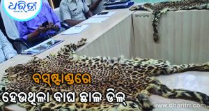 ବସ୍‌ଷ୍ଟାଣ୍ଡରୁ ବାଘ ଛାଲ ଜବତ