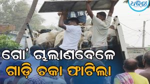 ଗୋ’ ଚାଲାଣବେଳେ ଫାଟିଲା ପିକ୍‌ଅପ୍‌ ଟାୟାର, ୩ ବଳଦ ମୃତ