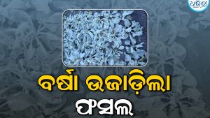 ଲଗାଣ ବର୍ଷାରେ ଖରିପ ଫସଲ ନଷ୍ଟ, ଚିନ୍ତାରେ ଚାଷୀ