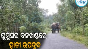 ଘୁମୁସର ବନଖଣ୍ଡରେ ୯୪ ହାତୀ: ଧାନ ଫସଲ ନଷ୍ଟ କରୁଛନ୍ତି ହାତୀପଲ, ଚିନ୍ତାରେ ଚାଷୀ