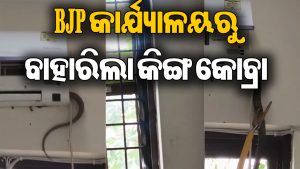 BJP ଅଫିସ୍‌ରେ ଆତଙ୍କ! AC ତଳୁ ବାହାରିଲା ୫ ଫୁଟ୍‌ର କିଙ୍ଗ କୋବ୍ରା, ତା’ପରେ…