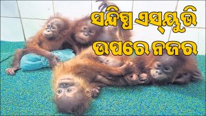 ଓରାଙ୍ଗ୍‌ଉଟାନ ଚୋରାଚାଲାଣ: ଡବ୍ଲ୍ୟୁସିସିବି, ଏସ୍‌ଟିଏଫ୍‌ର ତଦନ୍ତ