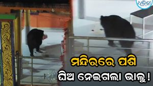 ଖାଦ୍ୟ ଖୋଜି ଗାଁରେ ଭାଲୁ! ରାତି ଅଧରେ ମନ୍ଦିରରେ ପଶି ନେଇଗଲା ଘିଅ ଡବା, ଭୟରେ ଗ୍ରାମବାସୀ