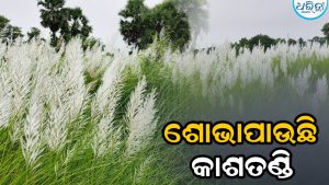 କାଶତଣ୍ଡି ଫୁଲରେ ସୁଶୋଭିତ ଅଞ୍ଚଳ: ଖିଲି ଖିଲି ହସରେ ମା’ଙ୍କୁ କରୁଛି ନିମନ୍ତ୍ରଣ