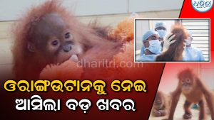 ଓରାଙ୍ଗ୍‌ଉଟାନଙ୍କ ସ୍ବାସ୍ଥ୍ୟକୁ ନେଇ ବଡ଼ ଅପଡେଟ୍; ୩ ରକ୍ତହୀନତାରେ ପୀଡ଼ିତ
