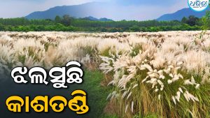 ନାଗାବଳୀ କୂଳରେ ଝଲସୁଛି କାଶତଣ୍ଡି, ଧରାପୃଷ୍ଠକୁ ଆସିବେ ଜଗତଜନନୀ