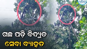 କେସିଙ୍ଗାରେ ଲଘୁଚାପ ବର୍ଷା-ପବନର ତାଣ୍ଡବ: ଗଛ ଭାଙ୍ଗି ତାର ଛିଣ୍ଡିଲା, ବିଦ୍ୟୁତ ସେବା ଠପ୍