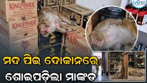 ମଦ ଦୋକାନକୁ ପଶି ଢକ ଢକ କରି ମଦ ପିଇଲା ମାଙ୍କଡ଼, ତାପରେ ନିଶାରେ…