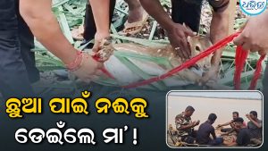 ମା’ର ତ୍ୟାଗ ଆଗରେ ହାର୍‌ ମାନିଲା ବିପଦ: ପ୍ରଖର ସ୍ରୋତରୁ ଛୁଆଙ୍କୁ ଉଦ୍ଧାର କଲା ହରିଣୀ
