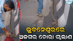 ଓରାଙ୍ଗଉଟାନ ପରେ ଅଜଗର; ଚାଲାଣ ବେଳେ ବାଣୀବିହାର ବ୍ରିଜ ଉପରେ ଖସିପଡ଼ିଲା, ଛାନିଆ ଲୋକେ