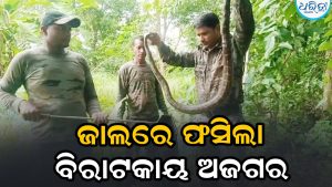 ଜାଲରେ ଫସିଥିଲା ବିରାଟକାୟ ଅଜଗର, ବନବିଭାଗ କର୍ମଚାରୀ ପହଞ୍ଚିବା ପରେ…