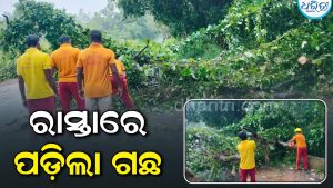 ଲଗାଣ ବର୍ଷାରେ ଉପୁଡ଼ି ପଡ଼ିଲା ବିରାଟକାୟ ଗଛ: ଯାତାୟାତ ବାଧାପ୍ରାପ୍ତ