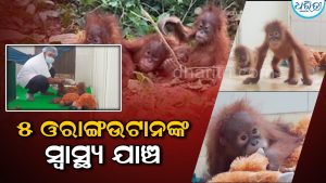 ନନ୍ଦନକାନନରେ ୫ ଓରାଙ୍ଗଉଟାନଙ୍କ ସ୍ୱାସ୍ଥ୍ୟାବସ୍ଥା ଯାଞ୍ଚ: ମହୀଶୂର ଚିଡ଼ିଆଖାନାର ୨ ବିଶେଷଜ୍ଞ…