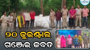 କଳାହାଣ୍ଡି ପୋଲିସର ବଡ଼ ଧରଣର ଚଢ଼ାଉ:  ୨୦ କୁଇଣ୍ଟାଲ ଗଞ୍ଜେଇ ଜବତ,୪ ଗିରଫ