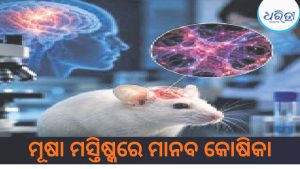 ବୈଜ୍ଞାନିକଙ୍କୁ ବଡ଼ ସଫଳତା, ମୂଷା ମସ୍ତିଷ୍କରେ ଲାବ୍‌-ନିର୍ମିତ ମାନବ କୋଷିକା ପ୍ରତିରୋପଣ