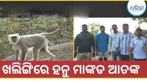 ପାଗଳ ହନୁ ମାଙ୍କଡ କାମୁଡାରେ ଅନେକ ଆହତ ; ବନ ବିଭାଗର ଉଦ୍ୟମ ବିଫଳ, ଆତଙ୍କିତ ଗାଁ ଲୋକେ