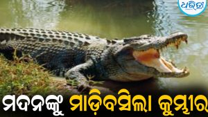 କଙ୍କଡ଼ା ଧରୁଥିଲେ ମଦନ, ମାଡ଼ିବସିଲା କୁମ୍ଭୀର: ଆଉ ତା’ପରେ…