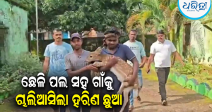 ବେଲଘର ଜଙ୍ଗଲରୁ ଛେଳି ଗୋଠ ସହ ଚାଲିଆସିଲା ହରିଣ ଛୁଆ: ଉଦ୍ଧାର ପରେ ଜଙ୍ଗଲରେ ଛାଡ଼ିଲା ବନ ବିଭାଗ