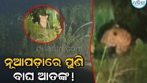 ନୂଆପଡ଼ାରେ ପୁଣି ବାଘ ଆତଙ୍କ: ରାସ୍ତା ପାର ହେଲା କଲରାପତରିଆ, ଭୟରେ ଗ୍ରାମବାସୀ