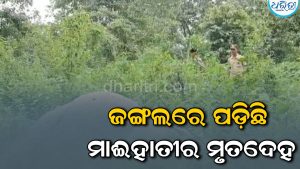 ଜଙ୍ଗଲରେ ପଡ଼ିଛି ହାତୀର ମୃତଦେହ, ମୃତ୍ୟୁର କାରଣ ଅସ୍ପଷ୍ଟ
