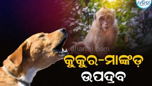 ଛତ୍ରପୁର ସହରରେ କୁକୁର-ମାଙ୍କଡ଼ଙ୍କ ଉପଦ୍ରବ, ନିୟନ୍ତ୍ରଣ ପାଇଁ ଜିଲାପାଳଙ୍କ ଦୃଷ୍ଟି ଆକର୍ଷଣ କରି…
