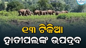 ସନ୍ଧ୍ୟା ହେଲେ ଗାଁରେ ପଶୁଛନ୍ତି, ନଷ୍ଟ କରୁଛନ୍ତି ଧାନ ଫସଲ: କଲ୍ୟାଣସିଂହପୁରରେ ୧୩ ଟିକିଆ ହାତୀପଲଙ୍କ ଉପଦ୍ରବ, ଭୟରେ…