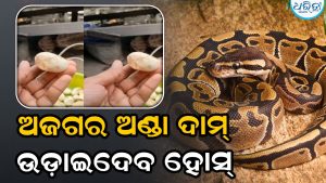 ଭାରତର ଏହି ବଜାରରେ ବିକ୍ରି ହେଉଛି ଅଜଗର ଅଣ୍ଡା, ଦାମ୍‌ ଜାଣିଲେ…
