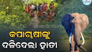 କପାଚାଷ ଦେଖିବାକୁ ଯାଇଥିଲେ ଚାଷୀ, ହାତୀ ହାବୁଡ଼ରେ ପଡ଼ିବାରୁ କଚାଡ଼ି କଚାଡ଼ି ମାରିଲା