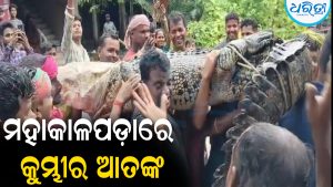 ଗୋରୁ ଗୁହାଳରୁ ୧୫ ଫୁଟର ବଉଳା କୁମ୍ଭୀର ଉଦ୍ଧାର: ଖେଲିଗଲା ଆତଙ୍କ