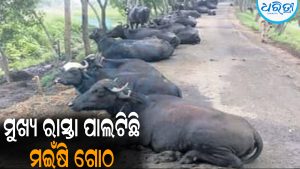 ମୁଖ୍ୟ ରାସ୍ତା ପାଲଟିଛି ମଇଁଷି ଗୋଠ: ଗାଡ଼ି ଚଳାଚଳ ପ୍ରଭାବିତ